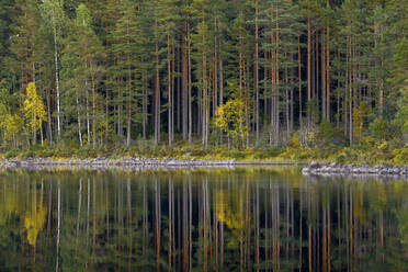 Wald am See - FOLF10469