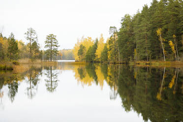 Herbstlicher Wald am See in Lotorp, Schweden - FOLF10472