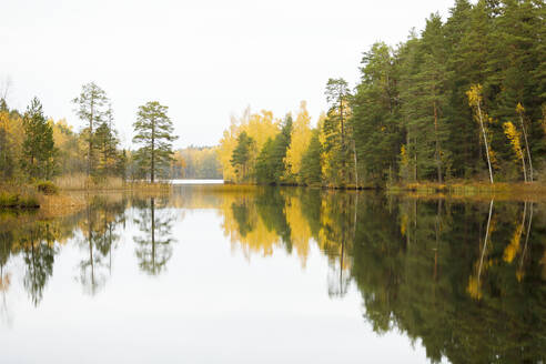 Herbstlicher Wald am See in Lotorp, Schweden - FOLF10472