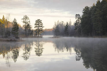 Wald am See in Lotorp, Schweden - FOLF10473