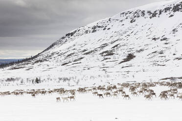 Rentiere auf einem verschneiten Feld in Dalarna, Schweden - FOLF10490