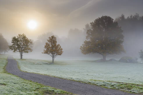 Nebel im Feld bei Sonnenaufgang - FOLF10498