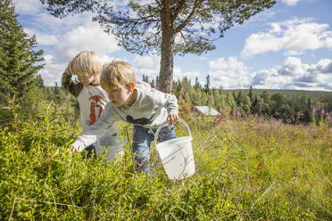 Brothers picking cloudberries - FOLF10570