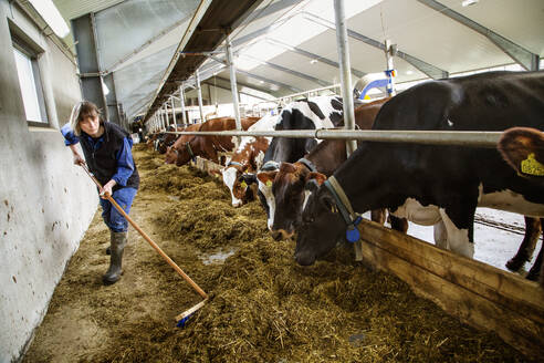 Farmer sweeping hay for cows in barn - FOLF10735