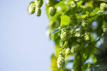 Close-up of hops crop growing against clear sky at Hallertau - MAEF12932
