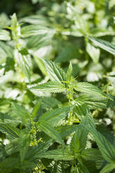 Close-up of stinging nettles growing in farm - MAEF12934