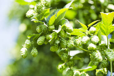 Close-up of hops crop growing at Hallertau - MAEF12935