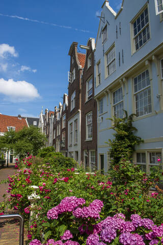 Pflanzen, die vor Wohngebäuden gegen den blauen Himmel in einer Stadt wachsen, Nordholland, Niederlande, lizenzfreies Stockfoto