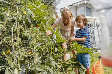 Mutter und Sohn bei der Pflege von Gemüse im Garten - DIGF08156