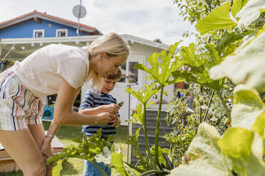 Mutter und Sohn bei der Pflege von Gemüse im Garten - DIGF08157