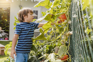 Junge begutachtet Kürbis im Garten - DIGF08159