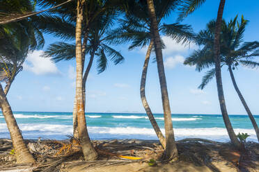 Am Strand wachsende Palmen vor blauem Himmel in Sauteurs, Grenada, Karibik - RUNF02972
