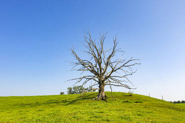 Abgestorbener Baum auf einer Wiese gegen einen klaren blauen Himmel an einem sonnigen Tag, Harmating, Deutschland - LHF00692