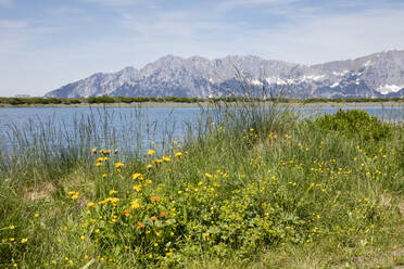 Blühende Pflanzen am Seeufer des Tanzbodens gegen den Himmel, Tirol, Österreich - WIF04033