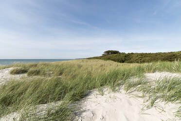 Pflanzen an Land am Meer gegen den Himmel an einem sonnigen Tag, Darss, Deutschland - MYF02138