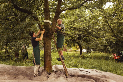Zwei Männer am Kirschbaum während der Ernte im Obstgarten - SEBF00152
