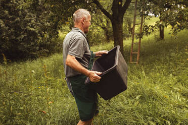 Älterer Mann trägt Kiste bei der Kirschernte im Obstgarten - SEBF00155