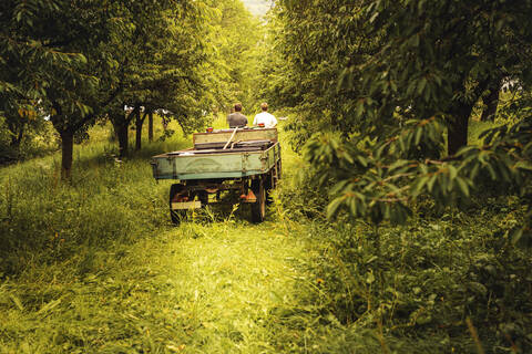 Zwei Personen mit Traktor transportieren geerntete Kirschen in einem Obstgarten, lizenzfreies Stockfoto
