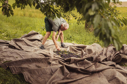 Ein älterer Mann sortiert geerntete Kirschen in einem Obstgarten - SEBF00167