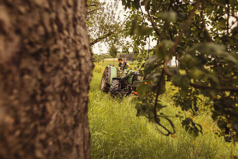Mann auf Traktor im Kirschgarten, lizenzfreies Stockfoto