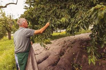Älterer Mann am Baum bei der Kirschernte im Obstgarten - SEBF00177