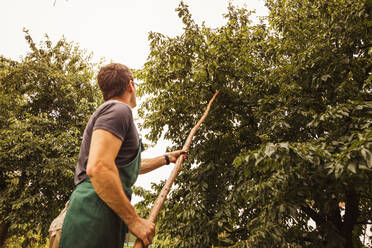 Mann schüttelt Baum bei der Kirschernte im Obstgarten - SEBF00179