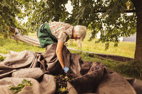 Ältere Frau sortiert geerntete Kirschen im Obstgarten - SEBF00180