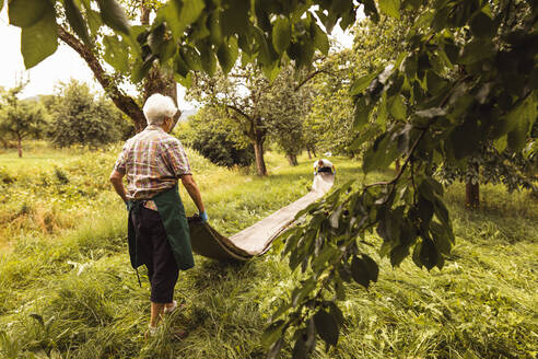 Ältere Frau mit Plane bei der Kirschernte im Obstgarten - SEBF00182