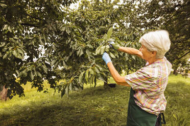 Senior woman picking cherries from tree in orchard - SEBF00183