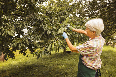 Ältere Frau pflückt Kirschen vom Baum im Obstgarten - SEBF00183