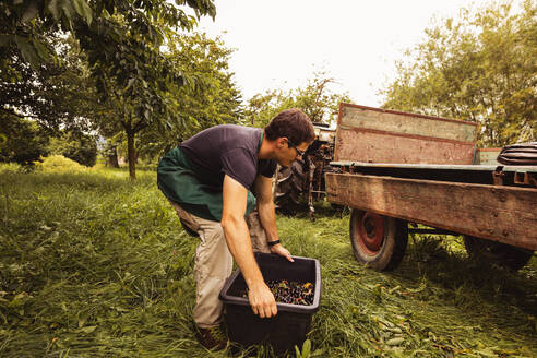 Mann, der eine Kiste mit Kirschen während der Ernte in einer Obstplantage auf einen Anhänger lädt - SEBF00185