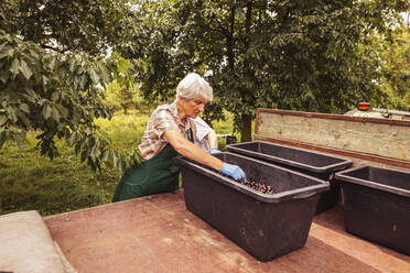 Ältere Frau sortiert geerntete Kirschen auf einem Anhänger im Obstgarten - SEBF00187