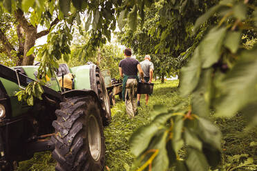 Zwei Männer tragen eine Kiste mit Kirschen während der Ernte im Obstgarten - SEBF00188