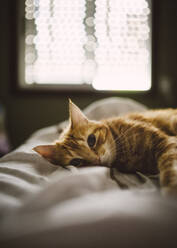 Porträt einer süßen Ingwer-Katze, die zu Hause auf dem Bett liegt - RAEF02304