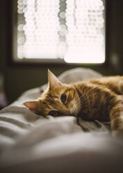 Portrait of cute ginger cat lying on bed at home - RAEF02304