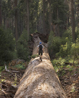 Wanderer auf umgestürztem Baum - FOLF10867