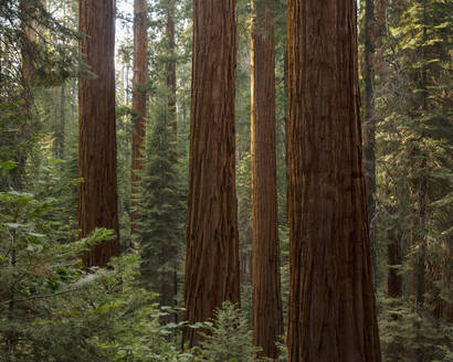 Wald im Sequoia National Park in Kalifornien - FOLF10868