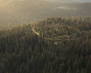 Wald im Sequoia National Park in Kalifornien - FOLF10869