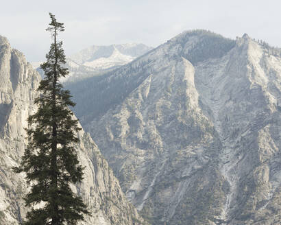 Baum im Kings Canyon National Park in Kalifornien - FOLF10873