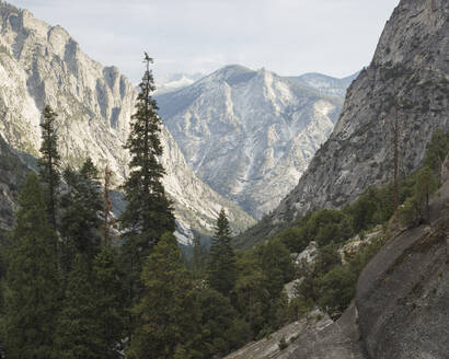 Bäume im Kings Canyon National Park in Kalifornien - FOLF10874