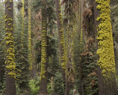 Wald im Sequoia National Park in Kalifornien - FOLF10875