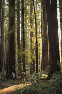 Wanderer im Wald im Humboldt Redwoods State Park in Kalifornien - FOLF10880