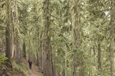Wanderer im Mount Hood National Forest in Oregon - FOLF10883