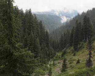 Mount Hood National Forest in Oregon - FOLF10886