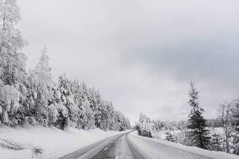 Schneebedeckte Straße zwischen Bäumen - FOLF10909