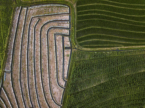Luftaufnahme eines landwirtschaftlichen Feldes, Bali, Indonesien, lizenzfreies Stockfoto