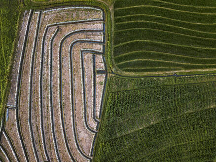 Aerial view of agricultural field, Bali, Indonesia - KNTF03359