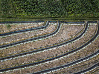 Luftaufnahme einer Agrarlandschaft, Bali, Indonesien - KNTF03361