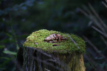 Nahaufnahme eines Kiefernzapfens auf einem Baumstumpf in einem Wald in Bayern, Deutschland - JTF01284