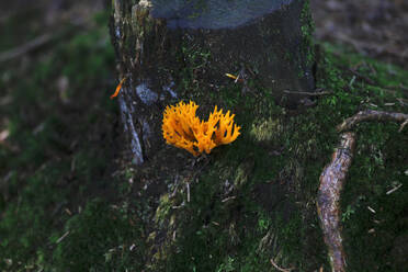 Nahaufnahme einer orangefarbenen Blume, die auf einem Baumstamm in einem Wald in Bayern, Deutschland, wächst - JTF01285